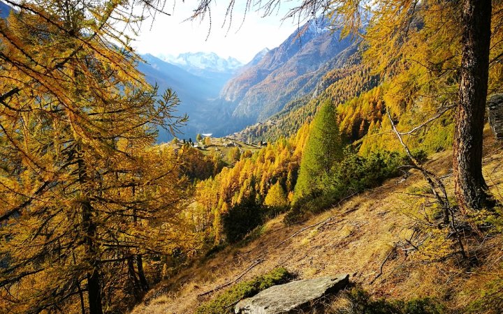 Goldiger Herbst - Jungen